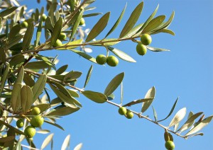Extra szűz olivaolaj